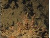 Photo of Paracrangon echinata